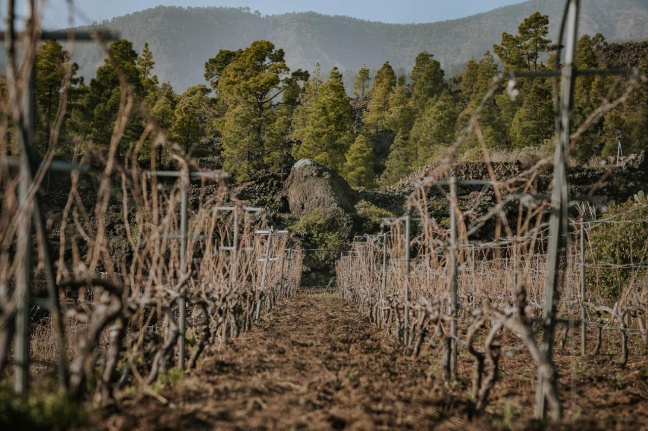 Finca Ecologica Ferrera. Alojamiento Rural. Arafo Eksteriør billede